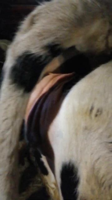 Один из признаков скорого отёла смотреть онлайн