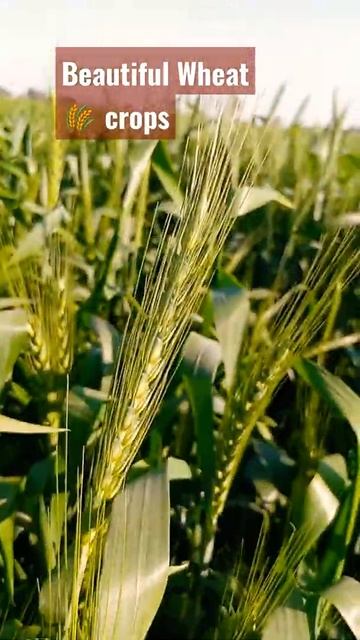 # beautiful wheat 🌾 crops #shorts #youtubeshortvideo #trending #viral #newvideo #wheatcrops #gandum смотреть онлайн
