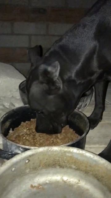 Alimentando a perros poderosos Pitbull