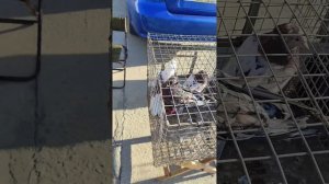 Ярмарка голубей в Славянск на Кубани 20.04.2025