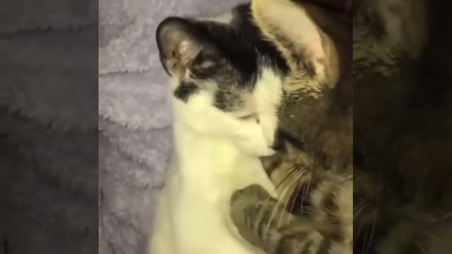 funny cute cats on the hotel - gatos fofinhos engraçados no motel смотреть онлайн