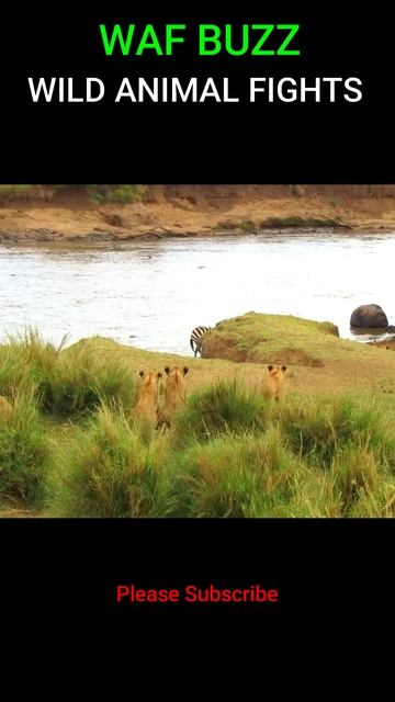 Very Lucky! Zebra Escapes From  Lions Attack shorts