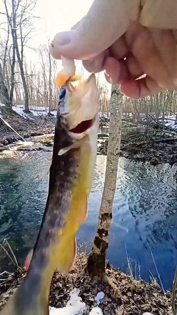 скумбрия лен.области смотреть онлайн