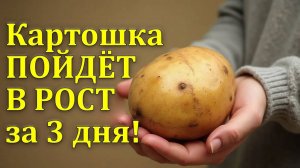 🔥 Картошка вырастет гигантской! Чудо-подкормка для богатого урожая! 🥔🚀