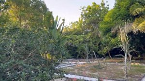 Palmarium Hotel Madagascar - отель, где живут  лемуры как дома