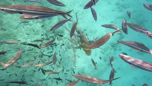 Акулы на Мальдивах. Плаваем с акулами. Обзор туриста