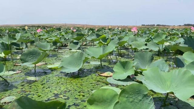 Краснодарский край. Тамань. Долина лотосов. Ахтанизовский лиман. Грязевой вулкан Тиздар. 2024 смотреть онлайн