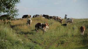 На горе колхоз. Поёт Валентина Дробышева.