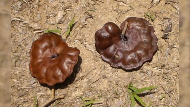 Herbier Numérique Oreille de Singe (  Enterolobium cyclocarpum ) смотреть онлайн