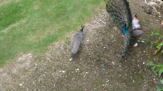 Павлин отеля Vista Sol Punta Cana во всей красе). Доминикана. смотреть онлайн