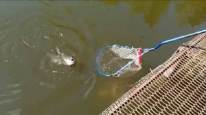 На запуске в приоритете блёсны. Спорт-зона. Клёвое место Лосиный остров.