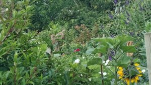 Дачи-колонии в Норвегии. Что выращивают норвежцы?