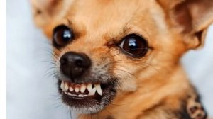 Агрессивный  лай собаки