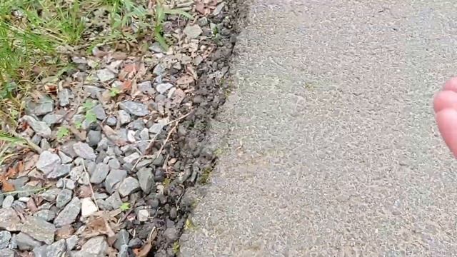 11.07.2022 Прогулка Кировск. Прогулка в парке с белочками. 🐿🐿 смотреть онлайн