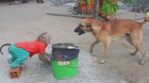 Конфликт Обезьяны и Собаки из-за рыбы