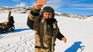 В ТУНДРУ ЗА КУМЖЕЙ
