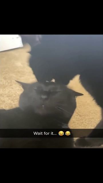 Котики (11) смотреть онлайн