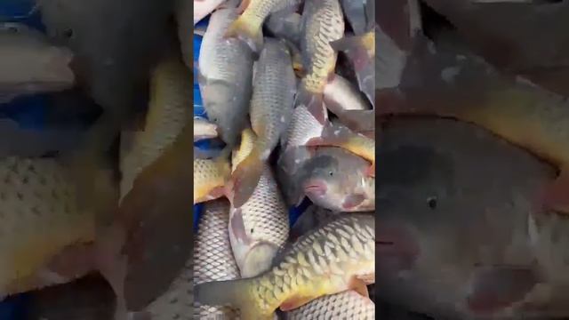 4 марта 2024 г. #рыбалка #рыбы #природа смотреть онлайн