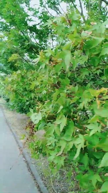 importir Biji Red Maple atau Acer Palmatum wa. 085831430812 ig.muhammad_kurnialloh смотреть онлайн