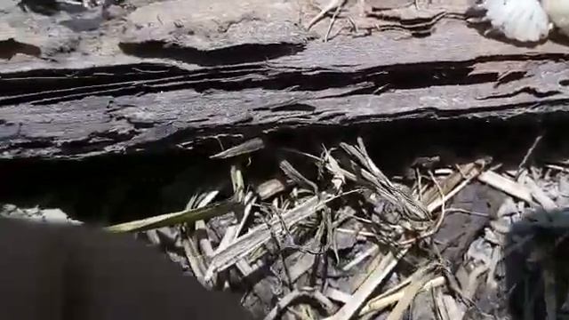 Хрень в рыбе крупным планом смотреть онлайн