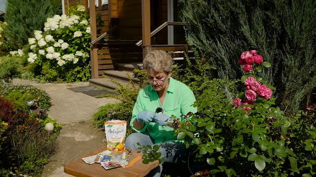 Розы в августе: подкормка и защита от болезней смотреть онлайн