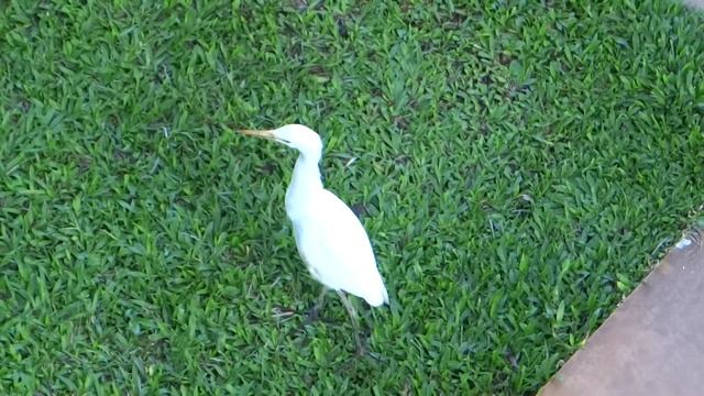 Naithonburi Beach Resort - цапля в отеле. смотреть онлайн