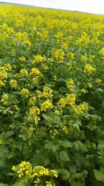 Опрыскивание горчицы(3) смотреть онлайн