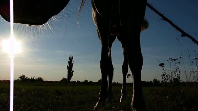 ФУТАЖ. Лошадь на закате. смотреть онлайн