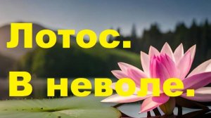 Лотос. В неволе.