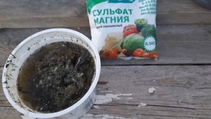 Обязательная подкормка томатов во время цветения и плодоношения для увеличения завязей и урожая