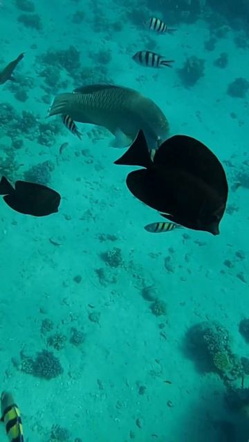 Time for diving. Бухта Sharks bay. Egypt. Red Sea. Египет. Отель Сиерра. Шарм эль Шейх #egypt смотреть онлайн