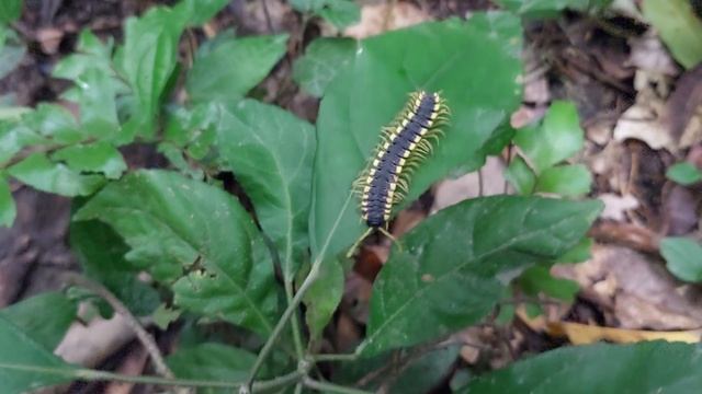 Peru Vlog Part 1: Meeting the amazing amazon wildlife | Puerto Maldonado, Peru 🇵🇪 смотреть онлайн