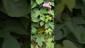 Вьюнок, Ипомея пурпурная, живая изгородь, разрослось с двух сторон, (однолетник ?) можно поспорить.