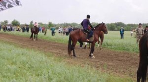 Скачки. Лошадь скидывает наездницу несколько раз
