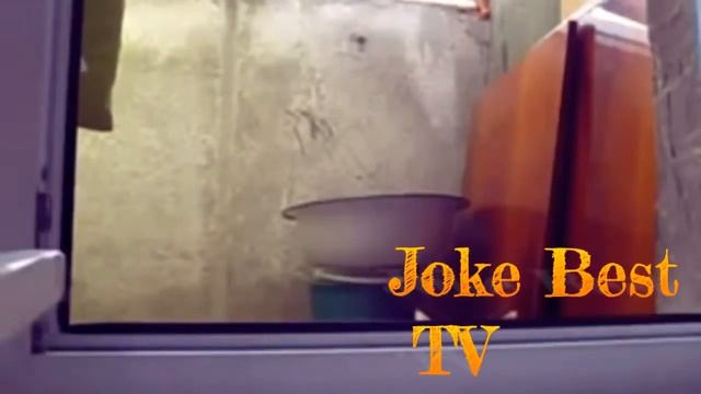 Подборка приколов животные 2015 смотреть онлайн