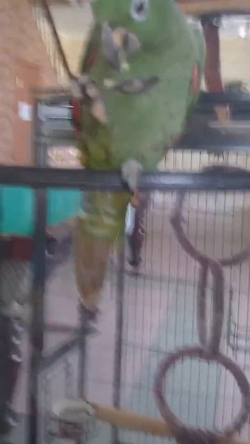 Попугай ест из ложки ! "ФЛИНТ"Южноуральск,гостиница "Благодать" смотреть онлайн