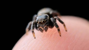 Паук-скакунчик бегает по кончику пальца.