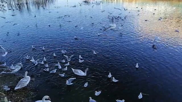 Чайки, лебеди, Анапа смотреть онлайн