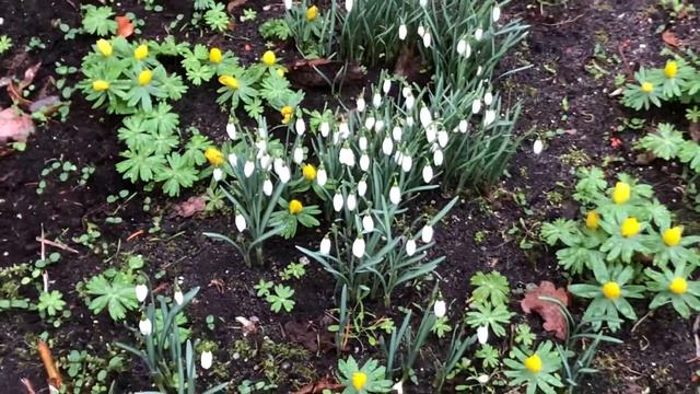 Хочу подснежников.. 🤍💜 смотреть онлайн