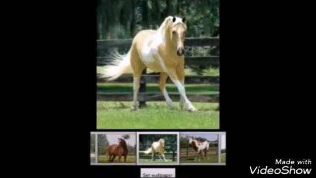 Клип слайд шоу лошади смотреть онлайн