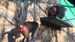 Лида сразу проявила ДЕРЗОСТЬ в отношении с Елисеем, теперь самец ведет себя соот