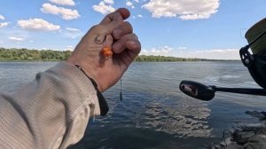 Бешеный клев сазана на Дону. Побили рекорд!