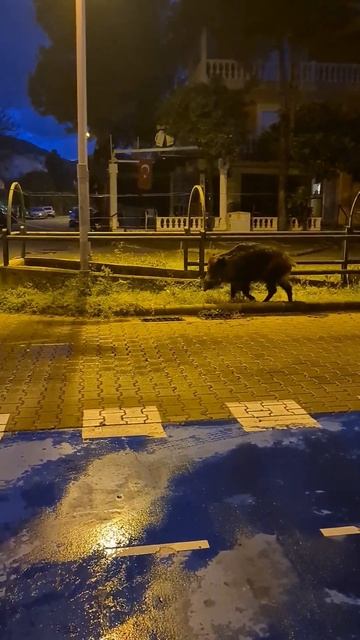 На улицах Мармариса домашние животные. Приезжайте гости дорогие, купаться на лучший курорт Турции🤣🤣 смотреть онлайн