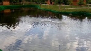 Форельное хозяйство с рестораном в пгт. Сходница. Львовской области.