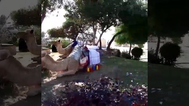 Великолепный пляж отеля Blue Wave смотреть онлайн