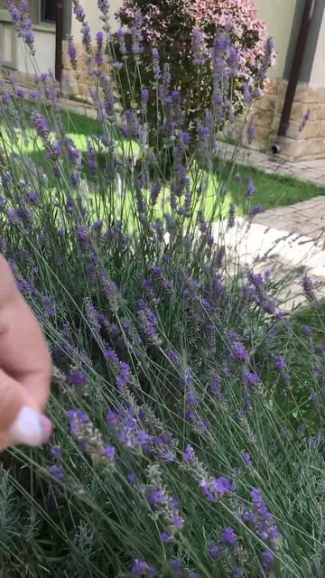 Отдых в Анапе смотреть онлайн