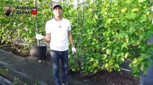 ✂️🍇 ОТ ЭТОГО ЗАВИСИТ КАЧЕСТВО УРОЖАЯ! - Нормировка винограда гроздями 2024