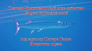 26. Тилозур Красноморский игла зубастая Сарган крокодиловый под музыку Питера Ганна Искусство шума