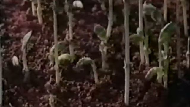 Развитие растения из семени смотреть онлайн