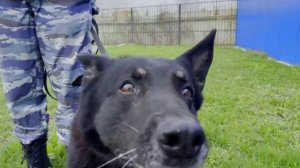 В Ярославле кинолог со служебной собакой  способствовали раскрытию кражи коляски по горячим следам